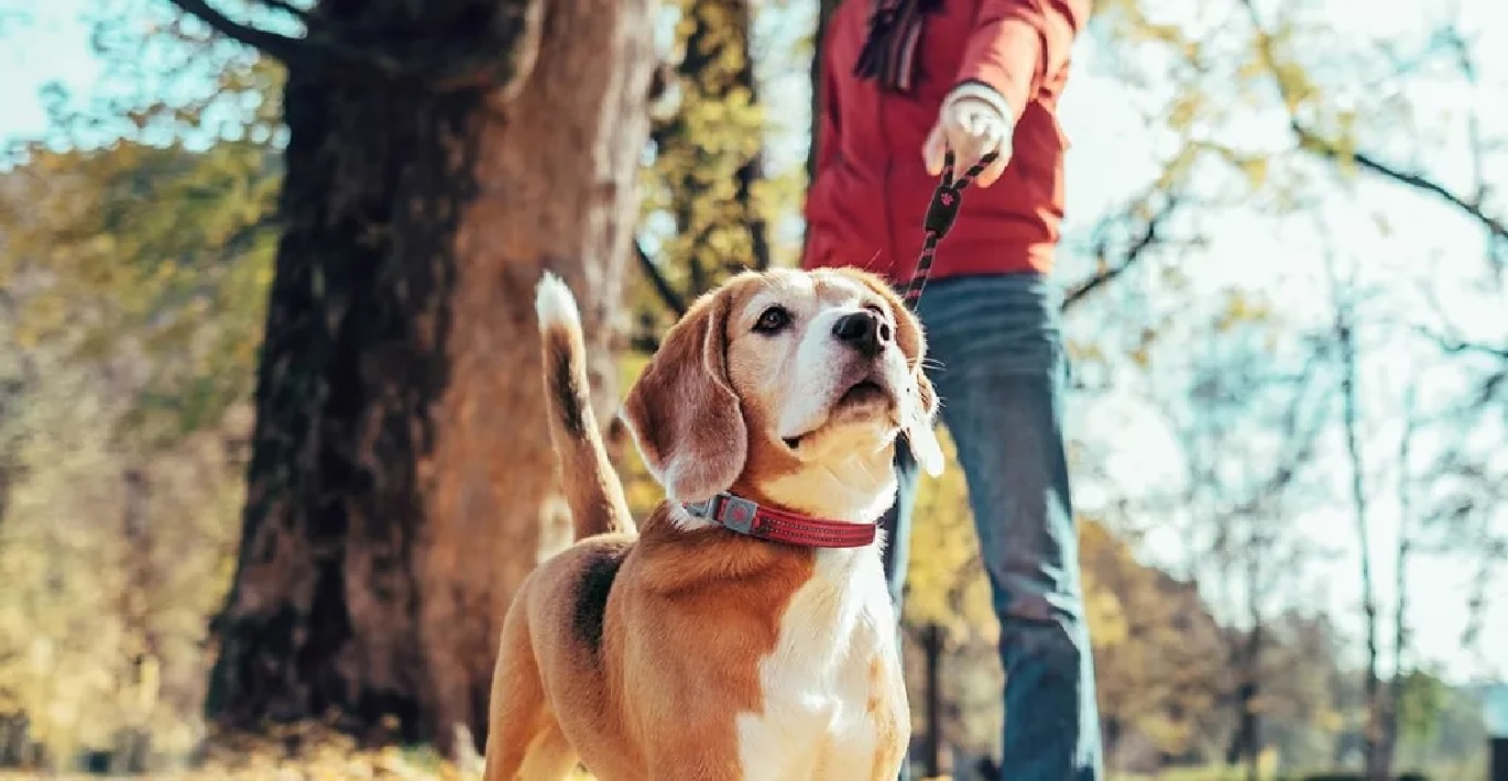 Vidutinio dydžio šunelis papuoštas raudonu antkakliu, su šeimininku vaikšto rudenėjančiame parke 
